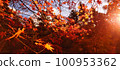 楓葉離開了紅葉 100953362