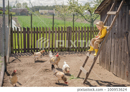 A funny laughing girl in overalls and rubber boots sits on a high ladder and throws grass to feed chickens. A child feeds poultry in the backyard. A funny laughing girl in overalls and rubber boots sits on a high ladder and throws grass to feed chickens. A child feeds poultry in the backyard. 100953624