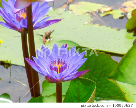 Lovely flowers White Nymphaea alba, commonly called water lily or water lily among green leaves and blue water Lovely flowers White Nymphaea alba, commonly called water lily or water lily among green leaves and blue water 100953627