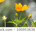 Gleaming Marigold; Tagetes lucida 100953636