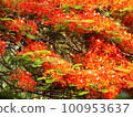 Gulmohar Flowers, Delonix regia in Bloom in Gurgaon, India 100953637