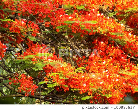 Gulmohar Flowers, Delonix regia in Bloom in Gurgaon, India Gulmohar Flowers, Delonix regia in Bloom in Gurgaon, India 100953637