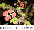 Beautiful blooming wild desert cactus flower 100953639