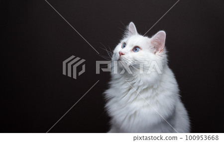 curious white cat looking to the side at copy space 100953668