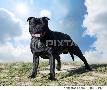 staffordshire bull terrier 100953975
