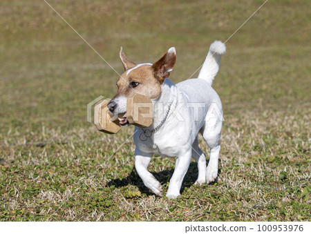 training of jack russel terrier 100953976