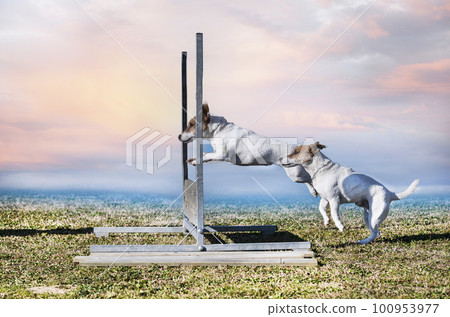 training of jack russel terrier 100953977