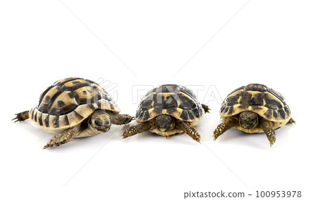 tortoises in studio 100953978
