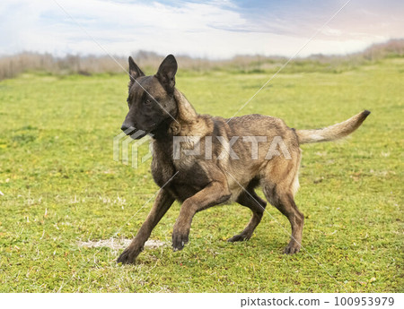 belgian shepherd in nature 100953979