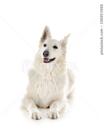 White Swiss Shepherd Dog 100953988