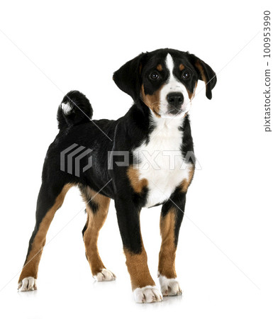 puppy Appenzeller Sennenhund 100953990