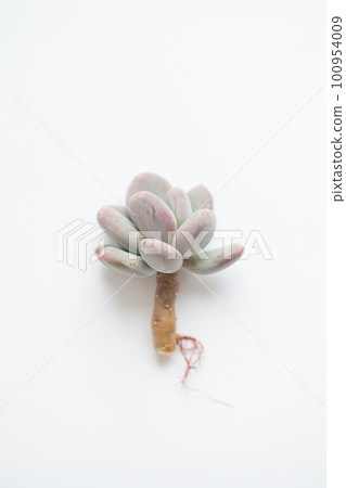 Natural succulent flower rosette. Pachyphytum pachyveria Blue Haze on white Natural succulent flower rosette. Pachyphytum pachyveria Blue Haze on white 100954009