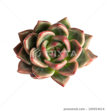 Red and green color succulent rosette. Echeveria Shallot top view isolated on white 100954014