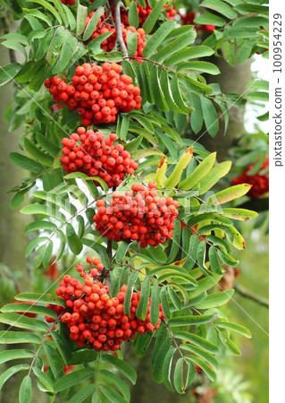 Red berries of rowan tree 100954229