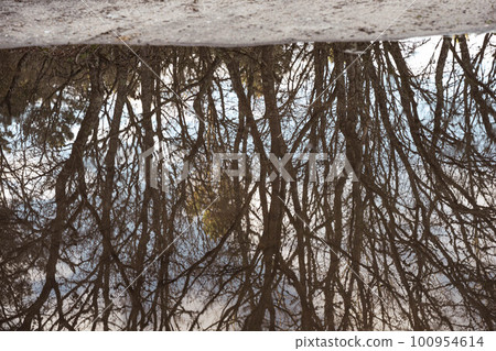 Trees in the water 100954614