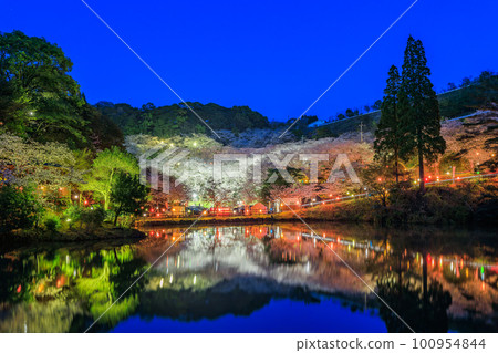 Kannongaike Citizen's Forest, illuminated cherry blossoms at night, a spring tradition Kannongaike Citizen's Forest, illuminated cherry blossoms at night, a spring tradition 100954844