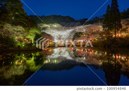 觀音池市民之森，夜晚的櫻花盛開，春天的傳統 100954846