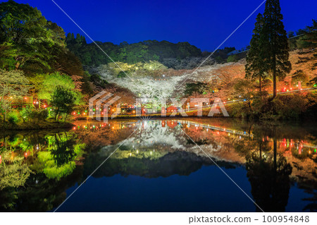 觀音池市民之森，夜晚的櫻花盛開，春天的傳統 100954848