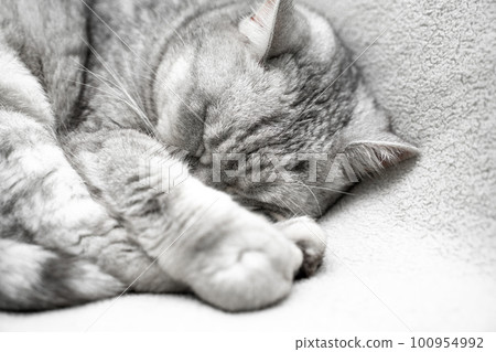 scottish straight cat is sleeping. Close-up of the muzzle of a sleeping cat with closed eyes. Against the backdrop of a light blanket. Favorite pets, cat food. scottish straight cat is sleeping. Close-up of the muzzle of a sleeping cat with closed eyes. Against the backdrop of a light blanket. Favorite pets, cat food. 100954992