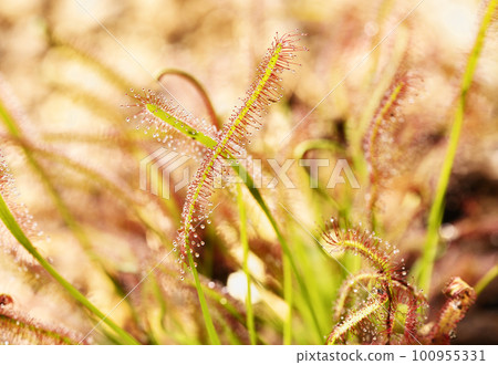 Carnivorous plant of sundew-drosera 100955331