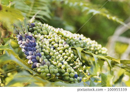Fruits of mahonia plant Fruits of mahonia plant 100955339