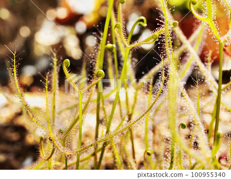 Plant of sundew- drosera Plant of sundew- drosera 100955340