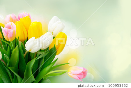 Pink fresh tulips 100955562