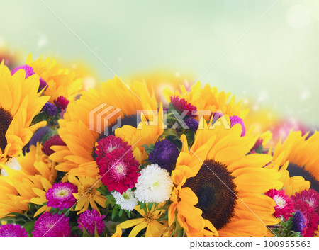 Sunflowers on white 100955563