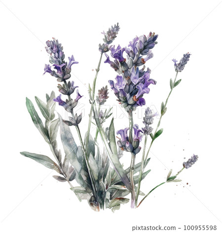 Lavender watercolor. Beautiful floral bouquets. Lavender watercolor. Beautiful floral bouquets. 100955598