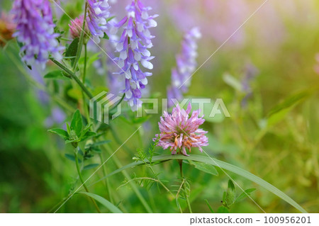 Wildflowers in the garden close-up. Floral background 100956201