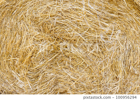 Hay background close up. Harvesting hay. Agriculture 100956294