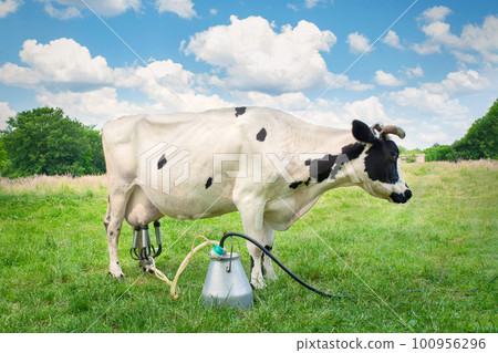 Milking a cow in a green summer meadow. Cattle grazes on the field, dairy farm Milking a cow in a green summer meadow. Cattle grazes on the field, dairy farm 100956296
