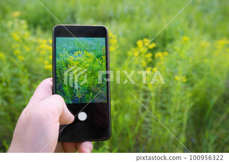 Hand holding a phone taking a photo of wildflowers, nature. Screensaver on the phone 100956322