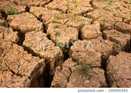 Dry and cracked ground with sparse vegetation Dry and cracked ground with sparse vegetation 100956365