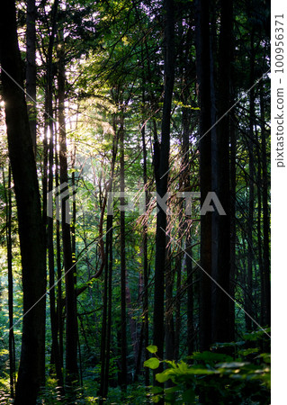 Sunlight shining through the trees in the forest Sunlight shining through the trees in the forest 100956371