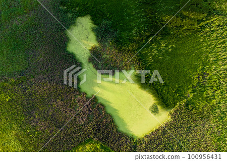 Top view of a swamp overgrown with vegetation Top view of a swamp overgrown with vegetation 100956431