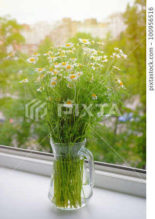 Spring field daisies on the windowsill by the window on a sunny day 100956516
