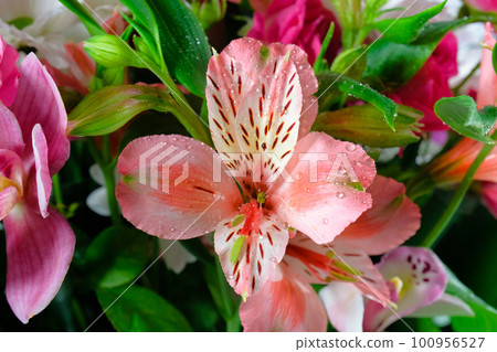 Bouquet of lily flowers close-up. Background of flowers. Nature Bouquet of lily flowers close-up. Background of flowers. Nature 100956527