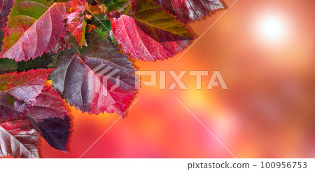 Autumn leaves. Abstract background Autumn leaves. Abstract background 100956753