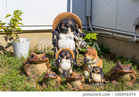Tanuki raccoon dogs in garden, Kanazawa, Japan. 100956974