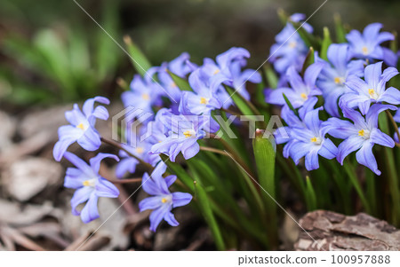 Blooming beautiful blue Chionodoxa flowers in spring garden 100957888
