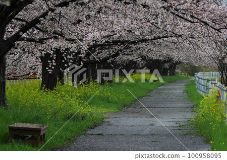 與櫻花和強姦花的風景 100958095