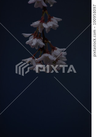 Weeping cherry blossoms bewitchingly bloom Weeping cherry blossoms bewitchingly bloom 100958097