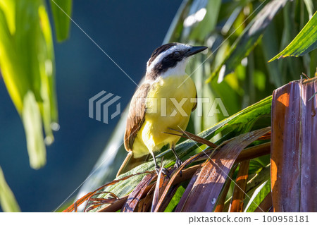 Great kibara flycatcher perched on a palm tree 100958181