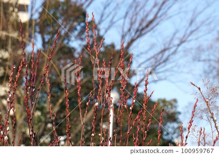 紅柳花苞，2023年2月 100959767