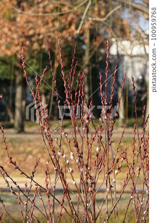 Red willow flower buds, February 2023 100959768