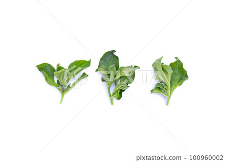 Crystal ice plant on white background. 100960002