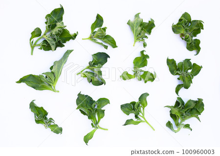 Crystal ice plant on white background. 100960003