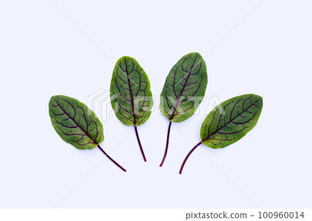 Red-veined sorrel on white background. 100960014