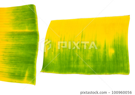 Yellow green banana leaf on white background 100960056